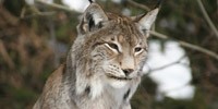 Nationalpark Bayerischer Wald Nationalpark Bayerischer Wald