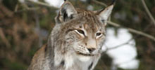 Nationalpark Bayerischer Wald Nationalpark Bayerischer Wald