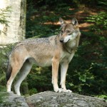 Der Nationalpark Bayerischer Wald Der Nationalpark Bayerischer Wald