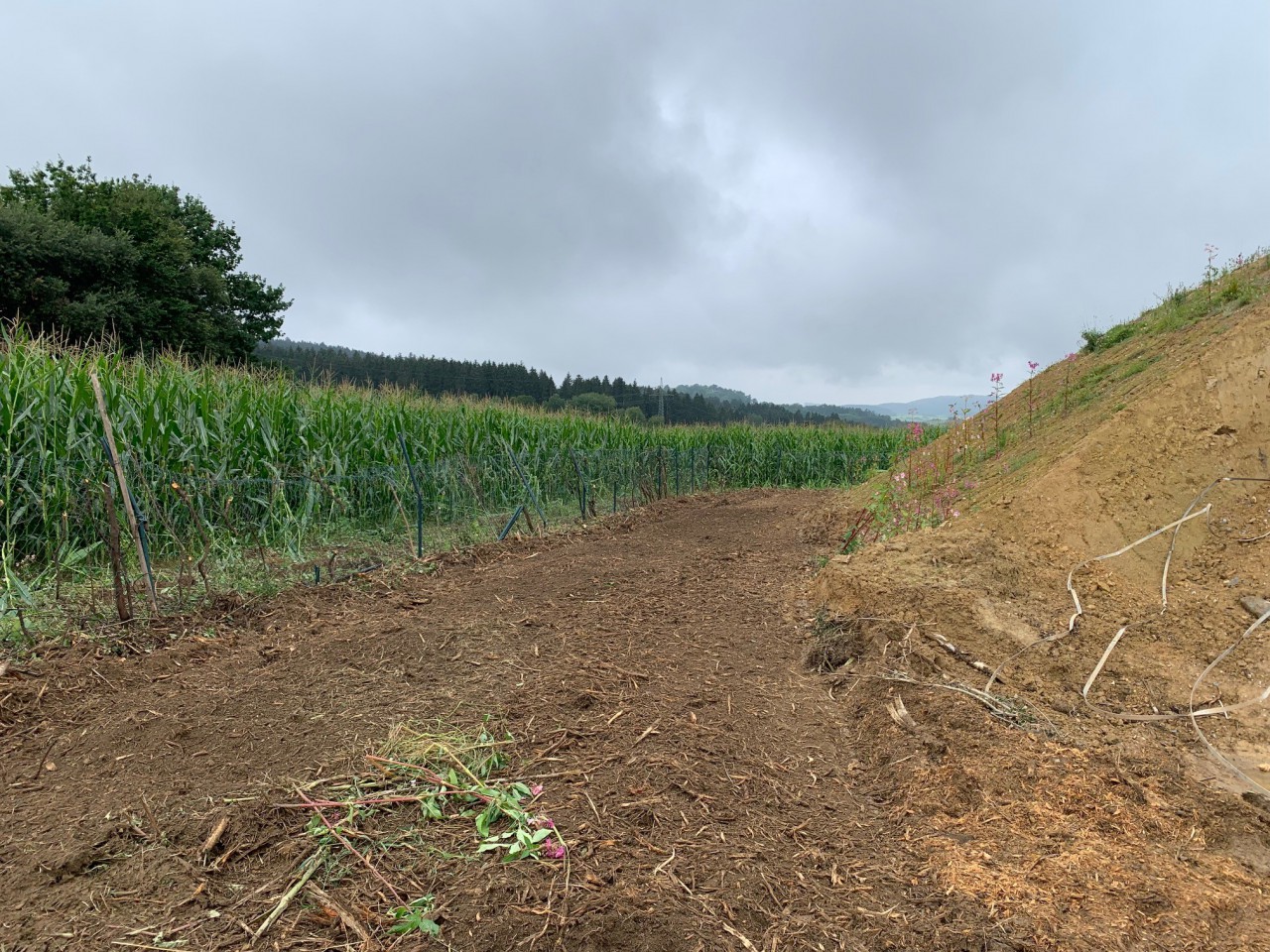 18.08.2021 Rodungsarbeiten rund um die Kläranlage I.jpg